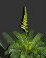 وریزیا فنسترالیس